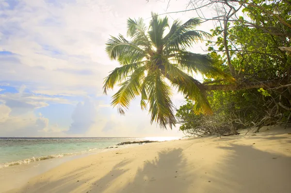 Malediven eiland — Stockfoto