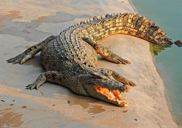 Alligators op strand — Stockfoto