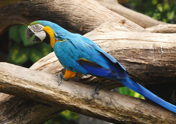 Burung beo — Stok Foto