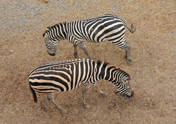 Zebras — Stock Photo, Image