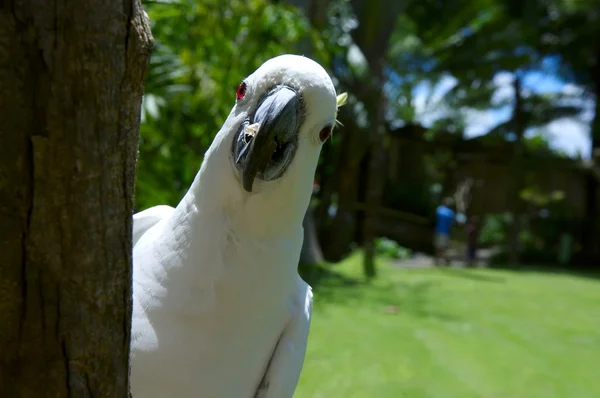 Burung beo — Stok Foto