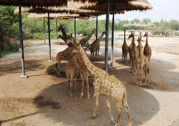 Jirafas en el zoológico — Foto de Stock