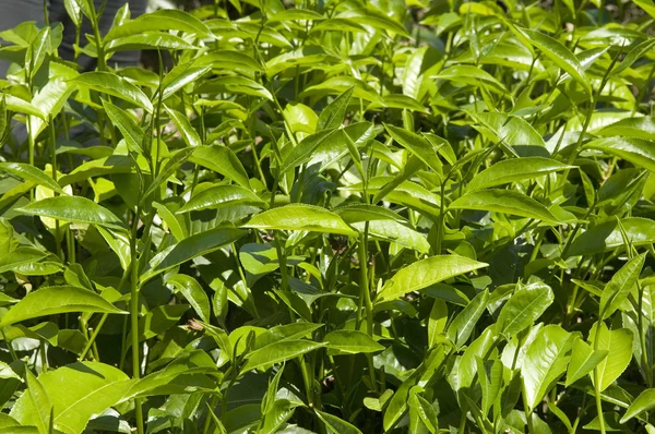 Plantas de chá — Fotografia de Stock