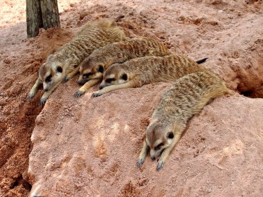 Meerkats  in Pattaya zoo clipart