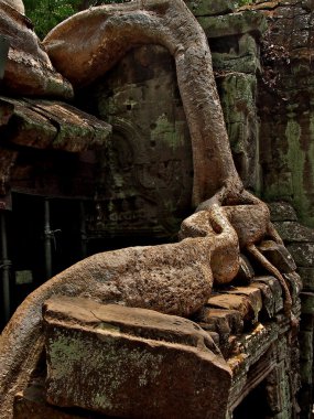 angkor wat Tapınağı taş kaplama kökleri