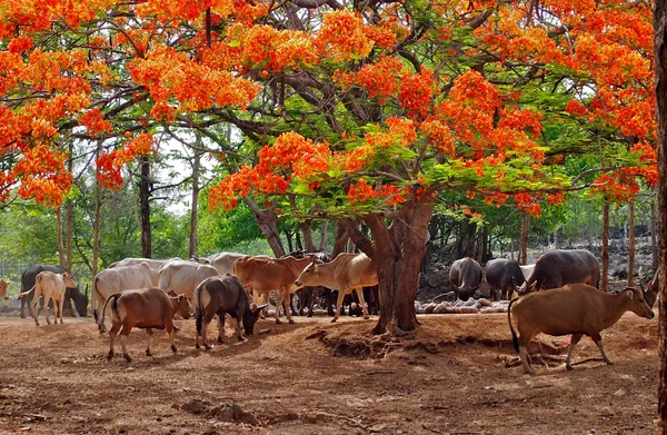 パタヤ動物園における牛 — ストック写真