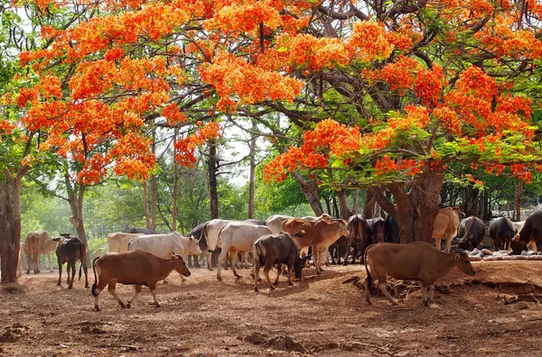 Nötkreatur i pattaya zoo — Stockfoto