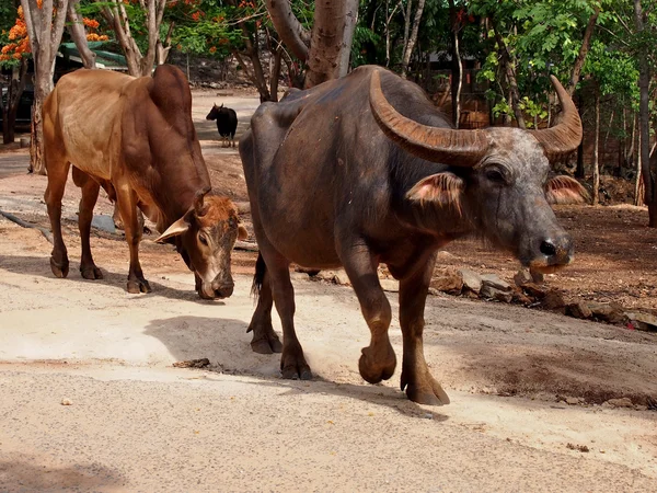 Thaise buffels in de dierentuin van pattaya — Stockfoto