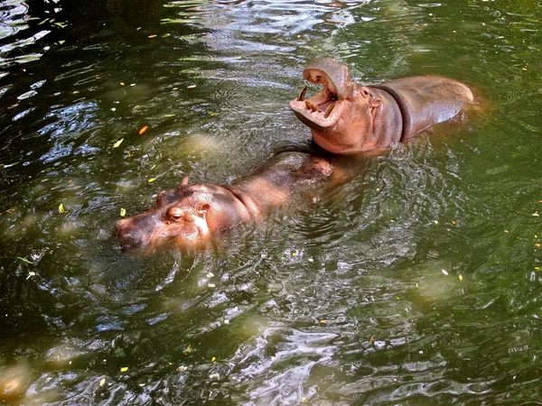 Nijlpaarden in pattaya dierentuin — Stockfoto