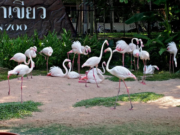 Flamingos in Pattaya Zoo — Stock Photo, Image