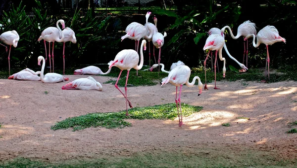 Flamants roses dans le zoo de Pattaya — Photo