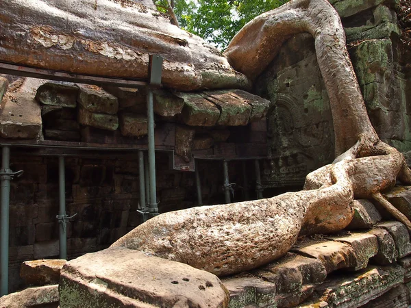 Radici che coprono pietre di tempio di Angkor Wat — Foto Stock