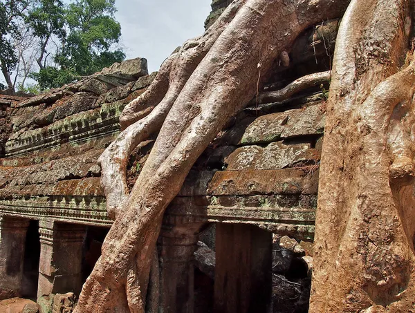 Radici che coprono pietre di tempio di Angkor Wat — Foto Stock