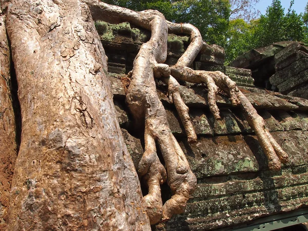 Kořeny pokrývající kameny chrámu angkor wat — Stock fotografie