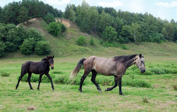 Belo cavalo correndo — Fotografia de Stock
