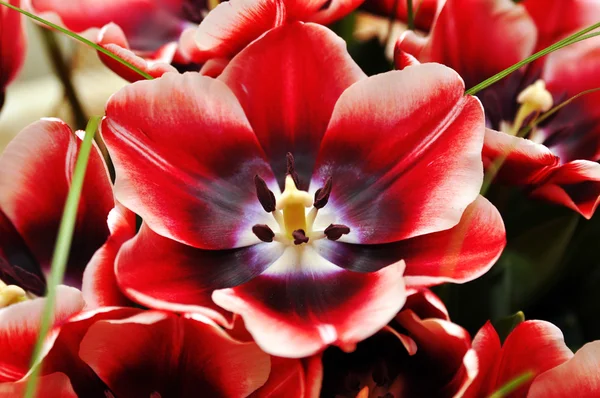 Hermoso ramo de tulipanes rojos — Foto de Stock