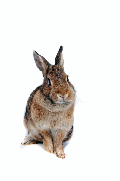 Konijn op een witte achtergrond — Stockfoto