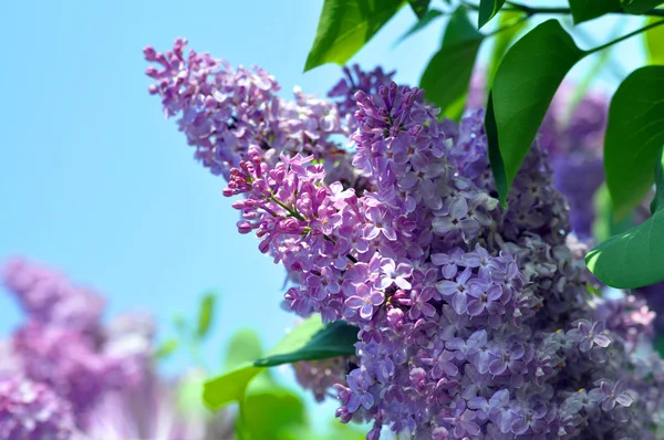 gökyüzü leylak dalı