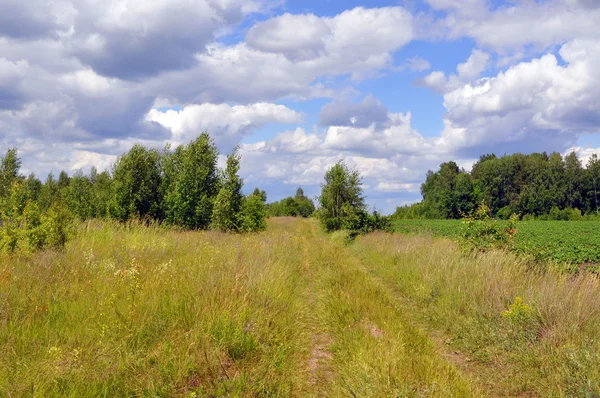 Yaz manzara. çim ve ağaçların