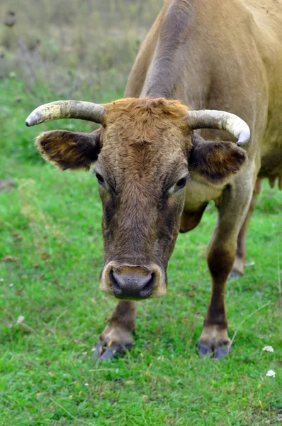 Sweet cow resting on a green field — Stock Photo, Image