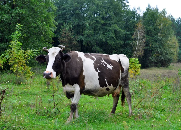 Sweet cow resting on a green field — Stock Photo, Image