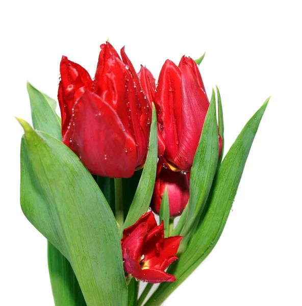 Červené tulipány izolované na bílém pozadí — Stock fotografie