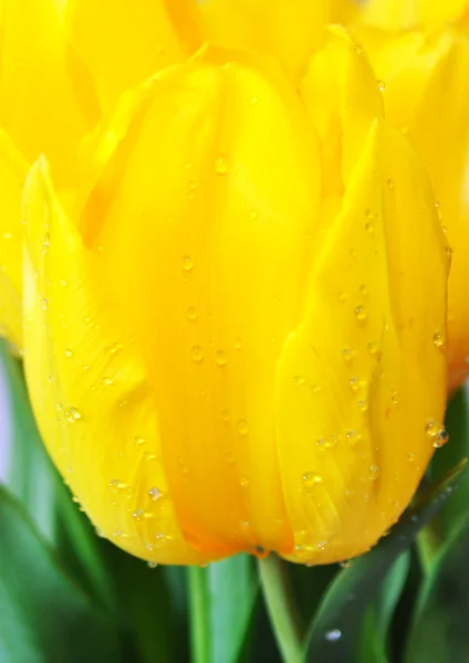 Žluté tulipány kapkami vody — Stock fotografie