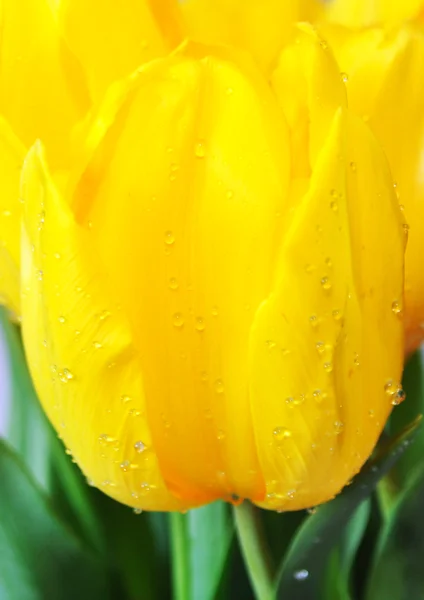 Gelbe Tulpen mit Wassertropfen — Stockfoto