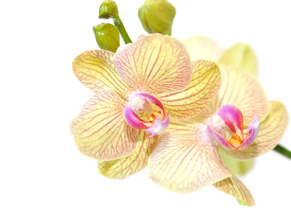 Vackra orkidé isolerade — Stockfoto