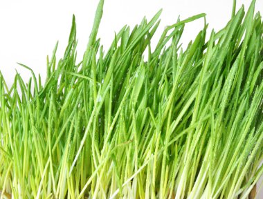 damla beyaz zemin üzerine yeşil çimen