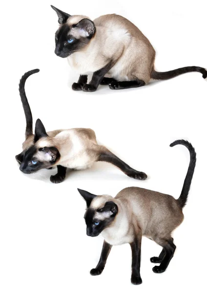 Collage.Siamese kedi beyaz zemin üzerine — Stok fotoğraf