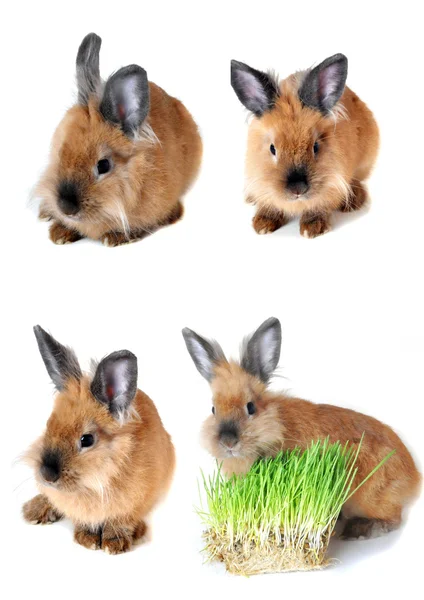 Collage. konijn op witte achtergrond — Stockfoto