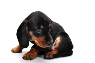 Beyaz bir arka planda küçük siyah dachshund