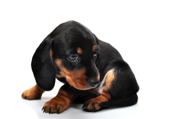 Little black dachshund on a white background — Stock Photo, Image