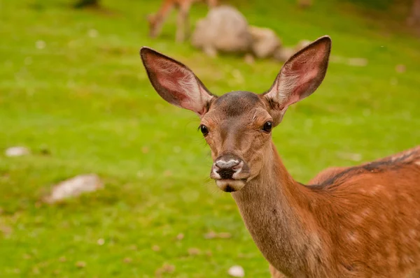 Deer on the meadow — Stock Photo, Image