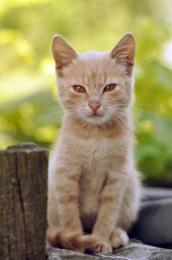 sevimli kırmızı kedi yavrusu açık havada
