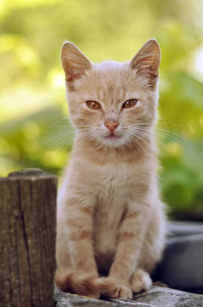 Lindo gatito rojo al aire libre Imagen de stock