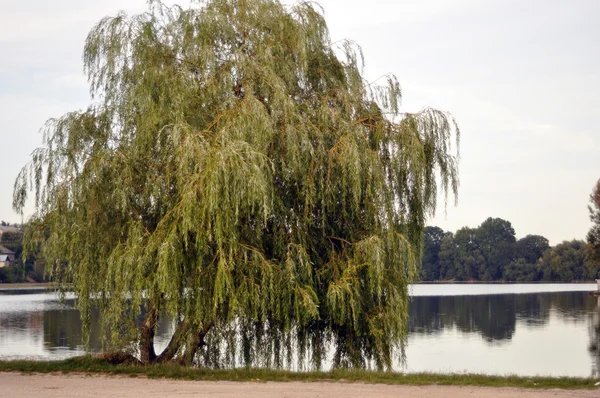 公園内の湖 — ストック写真