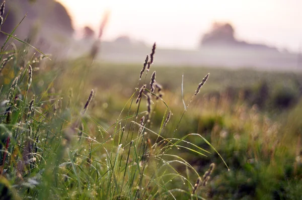 Bela paisagem rural ao pôr do sol — Fotografia de Stock