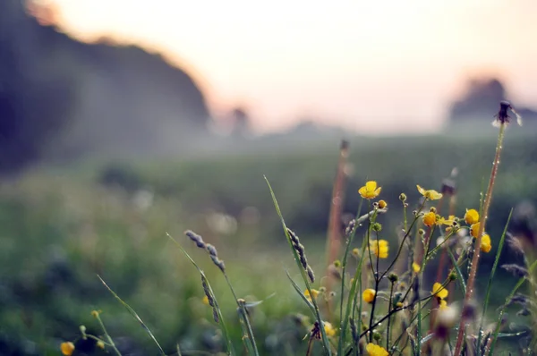 Bela paisagem rural ao pôr do sol — Fotografia de Stock