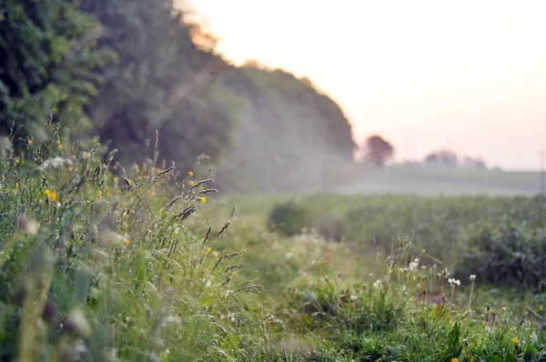 Beautiful rural landscape at sunset — Stock Photo, Image