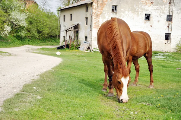 Dos caballos marrones pastando frente a un viejo molino de agua — Foto de Stock