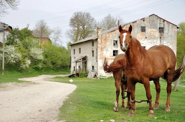 Dois cavalos castanhos pastando na frente de um moinho de água velho — Fotografia de Stock