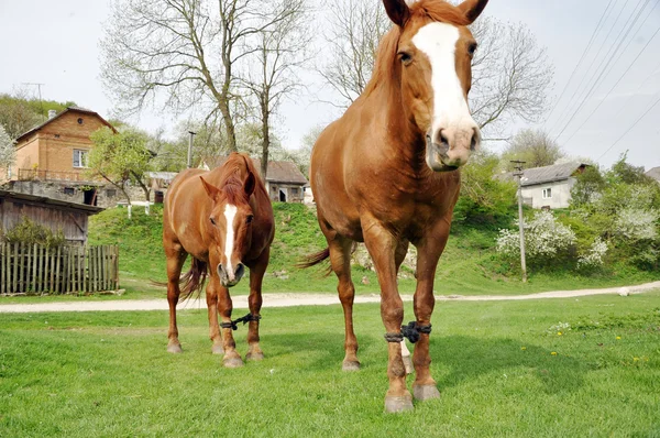 Deux chevaux bruns pâturant devant un vieux moulin à eau — Photo