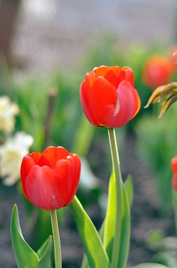 Bahçedeki kırmızı laleler