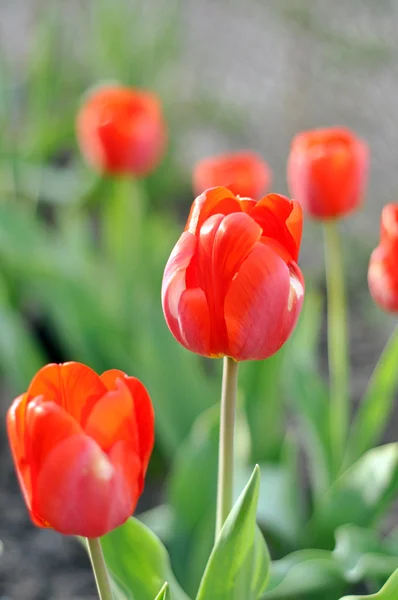 Красные тюльпаны в саду — стоковое фото