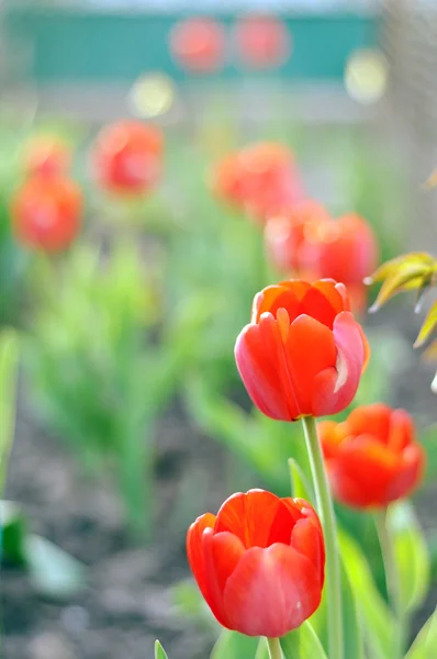 花园里的红色郁金香 — 图库照片