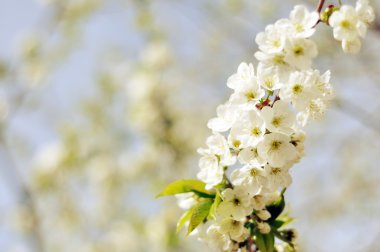 Tatlı kiraz ağacı çiçeği içinde