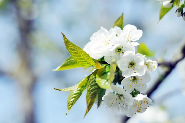 Sweet cherry tree in blossom — Stock Photo, Image