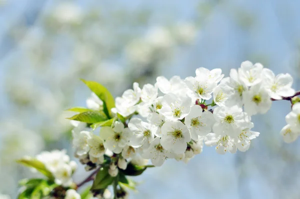 Sweet cherry tree in blossom — Stock Photo, Image